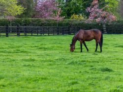 The National Stud, County Kildare