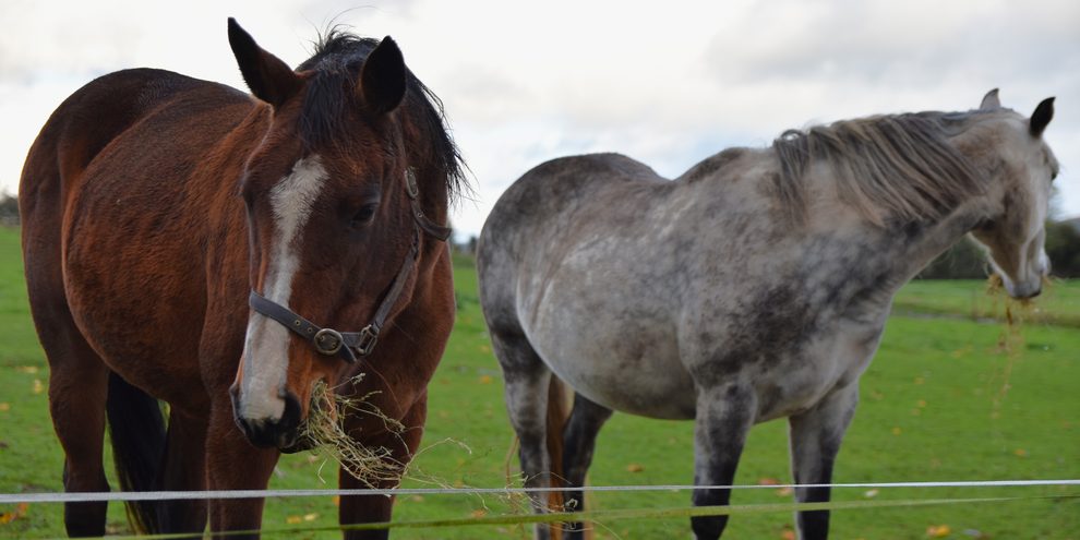 Family farm near Kilkenny, Ireland