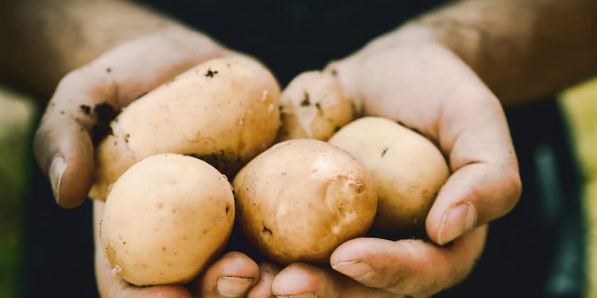 A staple in Ireland, the potato.