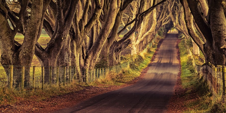 The Dark Hedges