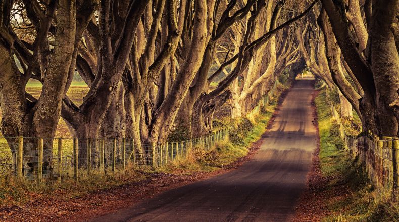 Dark Hedges in County Antrim