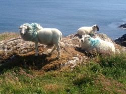 Sheep in South West Ireland