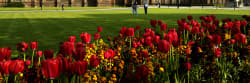 Queen's University, Belfast City