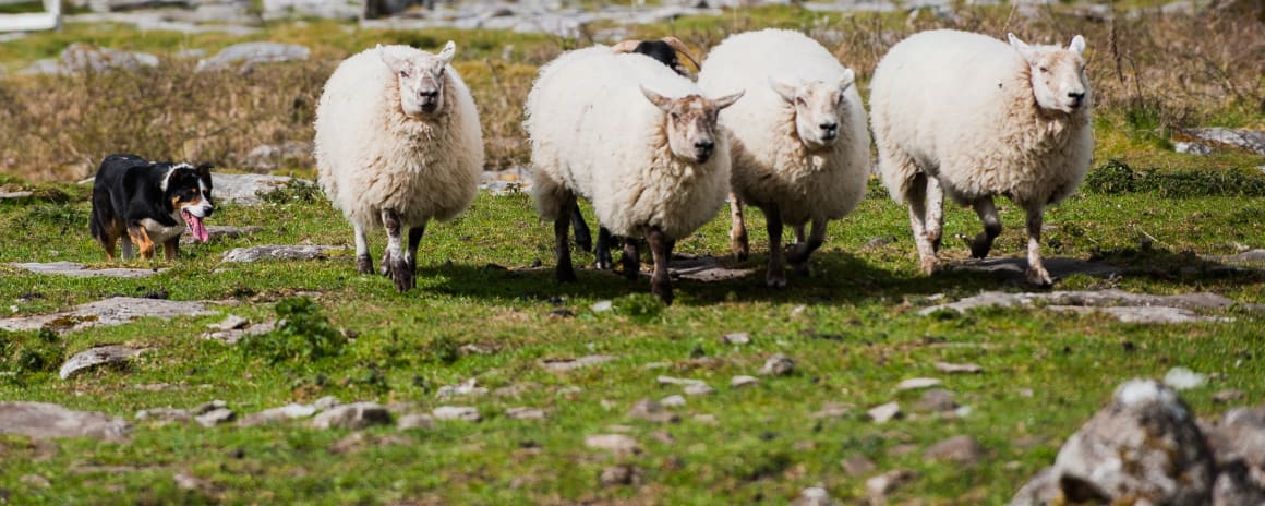Caherconnell Sheep Dog Demonstration