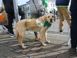 Saint Patrick's Day, Ballincollig, County Cork