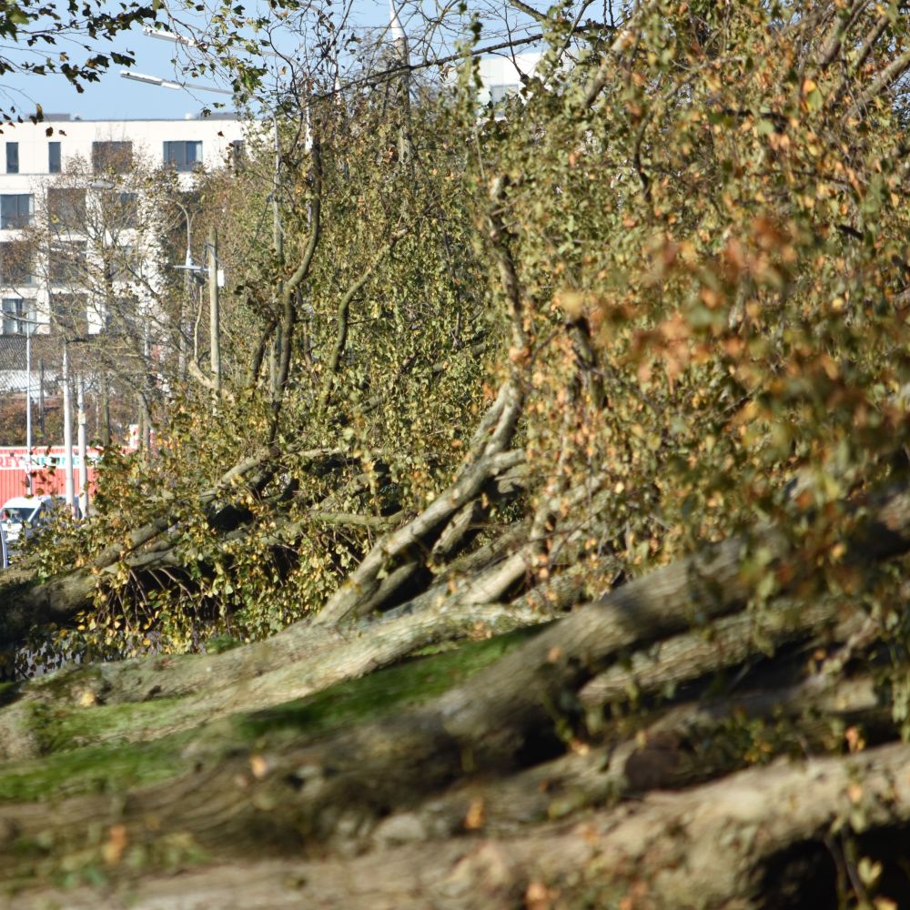 Fallen trees after storm Ophelia, Cork City, Ireland