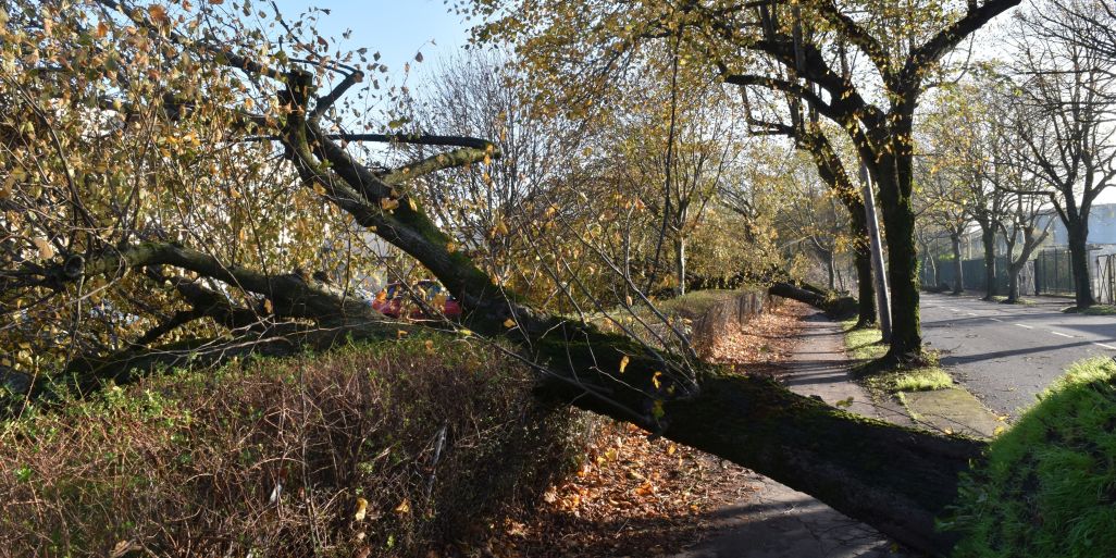 Fallen tree after Hurricane Ophelia