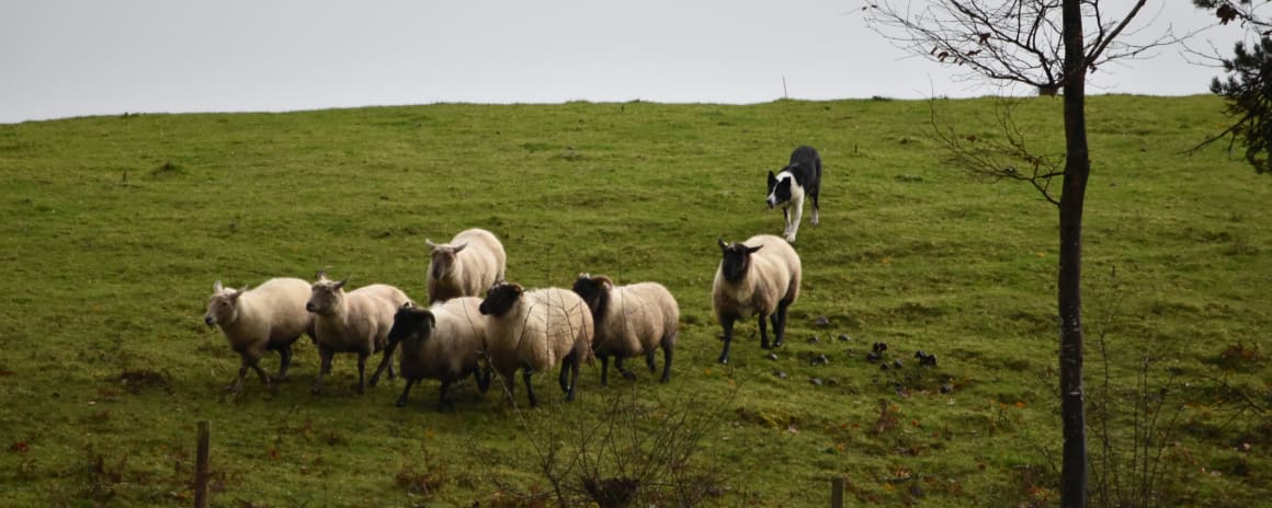 Glengowla Mines - Sheepdog Demo