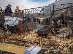 Saint Patrick's Day, Sneem, Co.Kerry