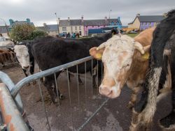 Saint Patrick's Day, Sneem, Co.Kerry