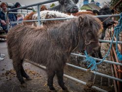 Saint Patrick's Day, Sneem, Co.Kerry