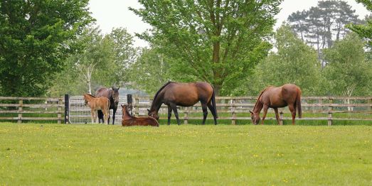 Irish National Stud, Country Kildare