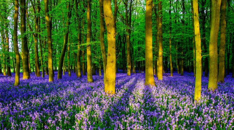 Bluebell Wood, Roscommon