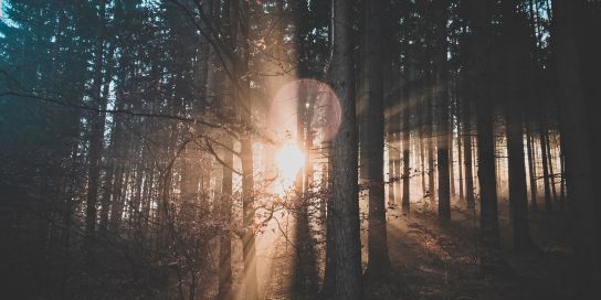 Raven Wood, County Wexford